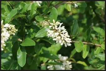 진한 향기에 취해버리는 이 꽃 산책로 옆 울타리 쥐똥나무_2