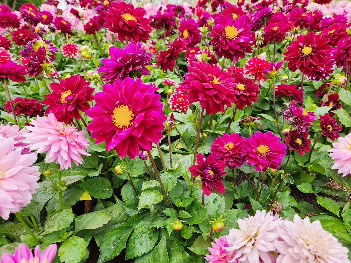 다알리아 Dahlia