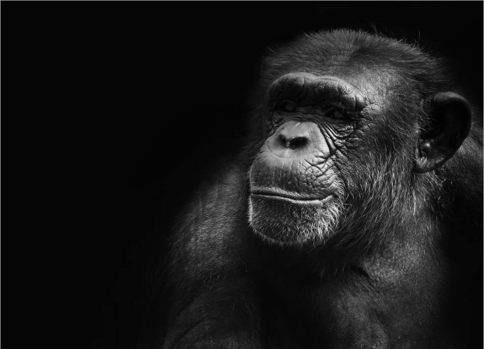 원숭이-꿈-해몽