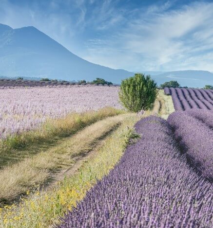2025 고창 청농원 라벤더 축제: 보랏 빛 힐링의 계절이 돌아왔다!