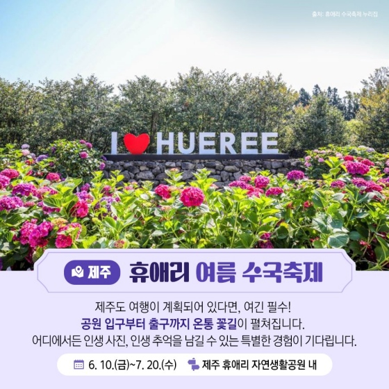 6월 지역 축제, 주말여행 추천 4곳, 제주 휴애리 여름 수국 축제