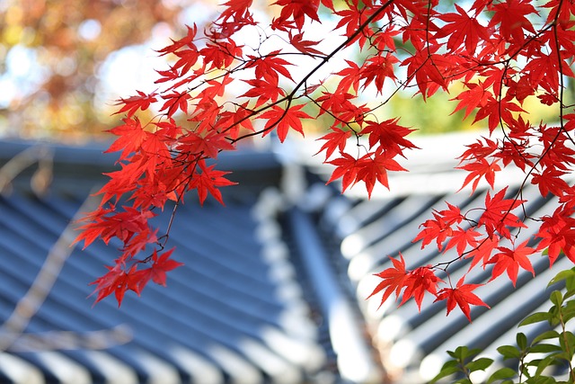 화담숲 모노레일