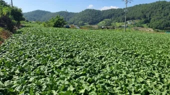 갓 재배 직파 재배 빠른 수확 잎 따기_7