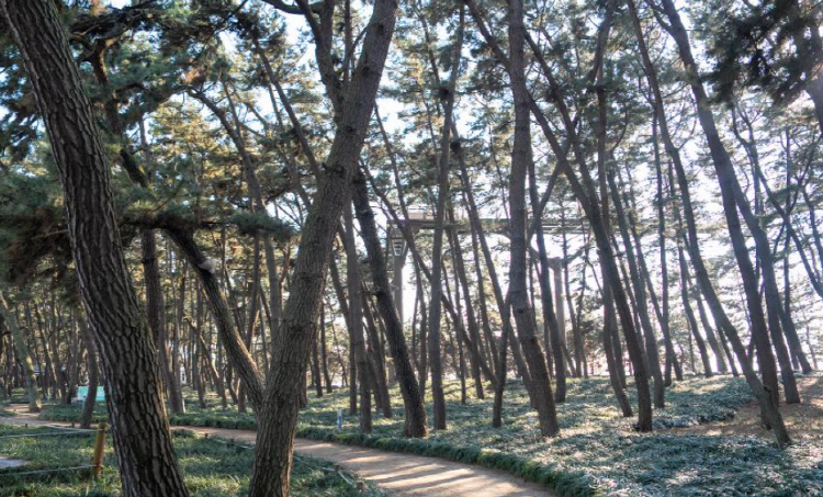 장항송림산림욕장 장항스카이워크