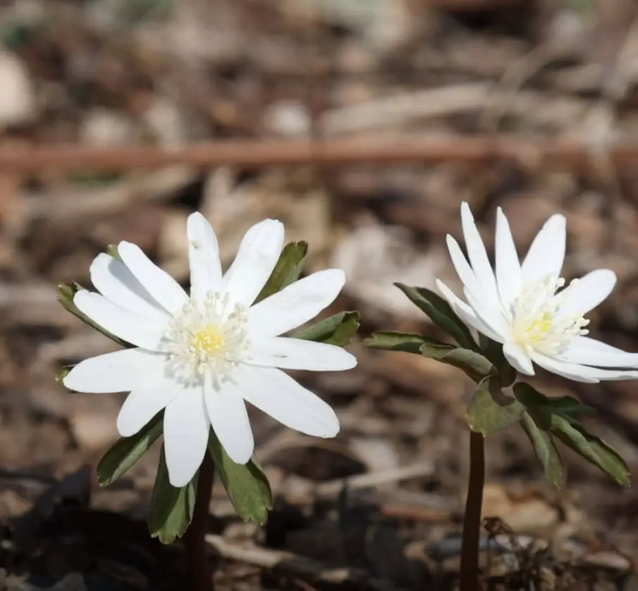 국립세종수목원-입장료-무료입장-할인-대상자-운영시간
