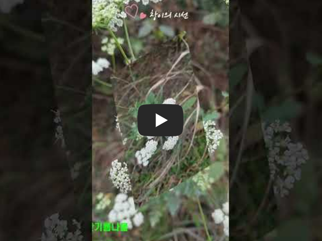 산기름나물, 야생화, 식용식물, 약용식물, 들꽃, 꽃말, 한국야생화