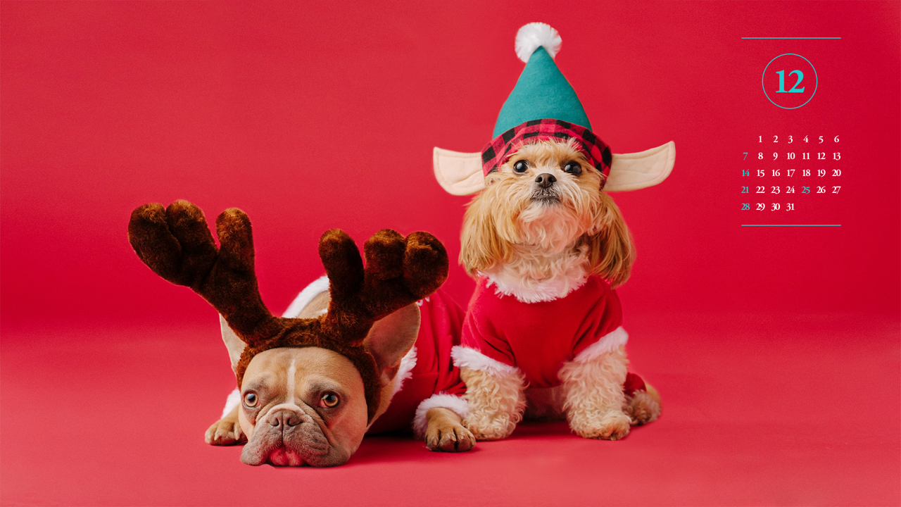 05 산타옷 입은 강아지 A - 2025년12월 노트북배경화면