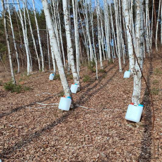 고로쇠물 채취시기, 고로쇠물 최취 모습