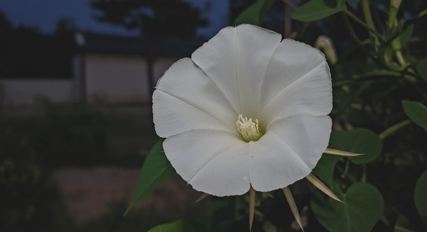 moonflower