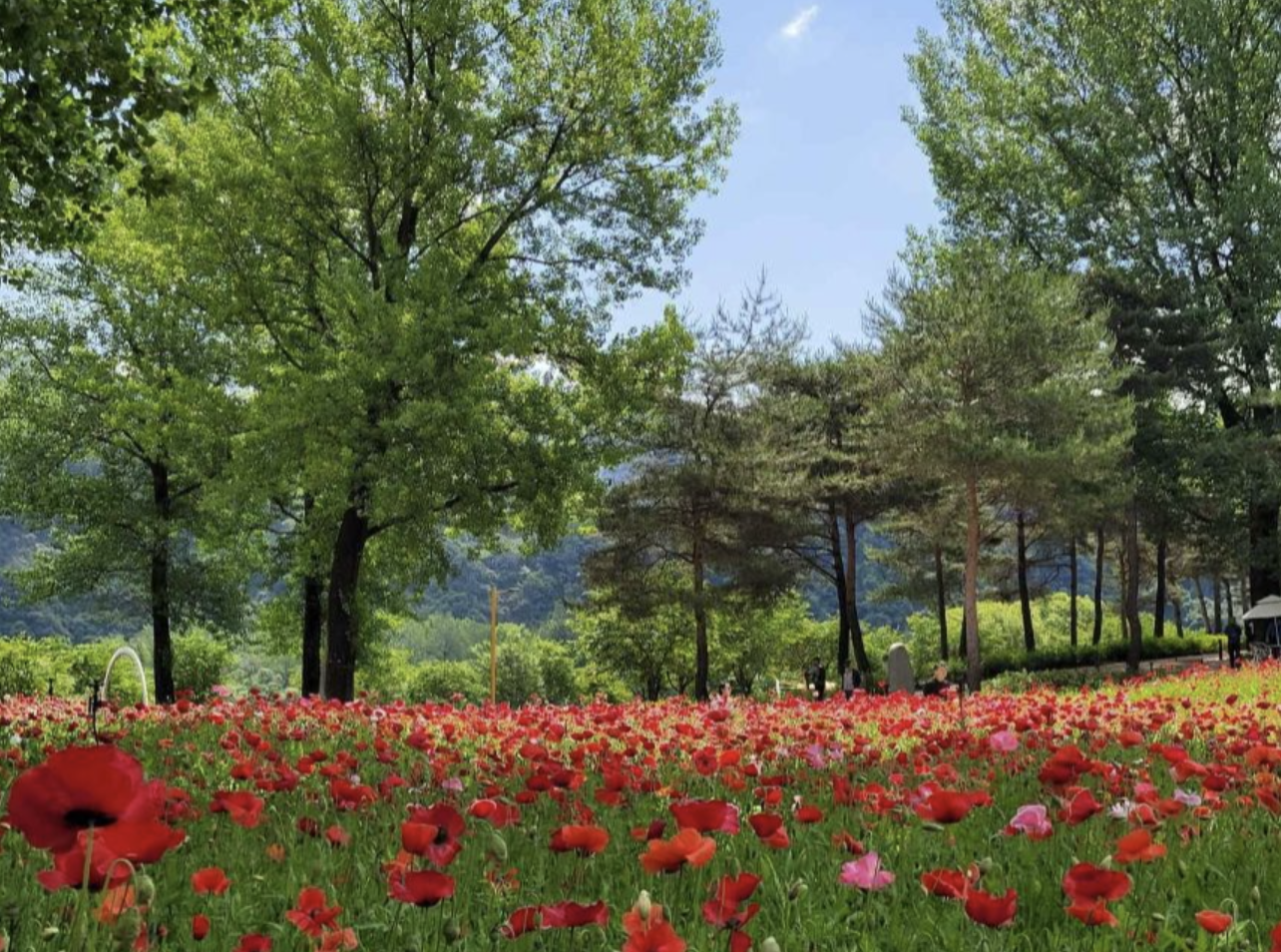 자라섬 꽃 축제