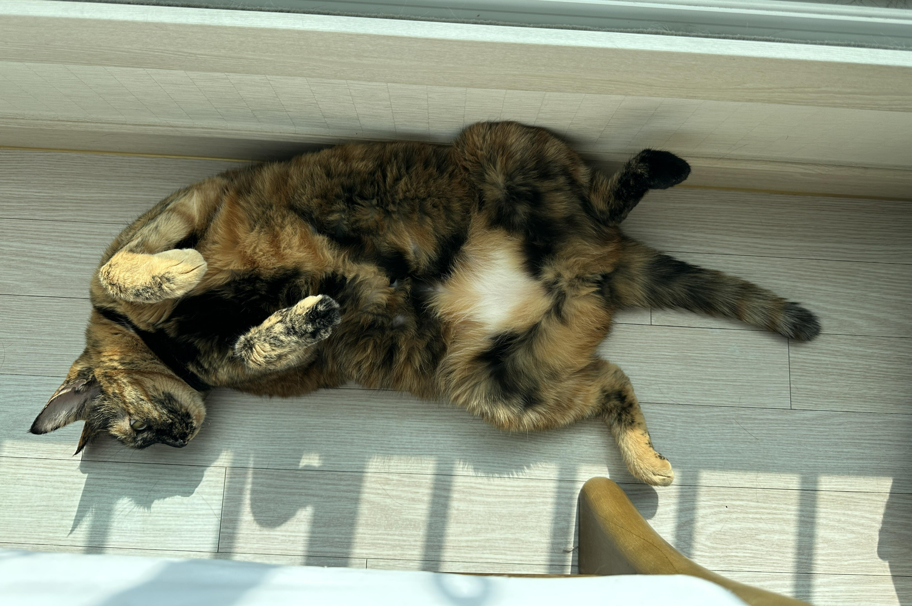 오랜만에 평화로운 아홉냥이네 아침풍경