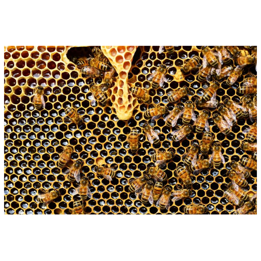 프로폴리스와 관련된 사진입니다.