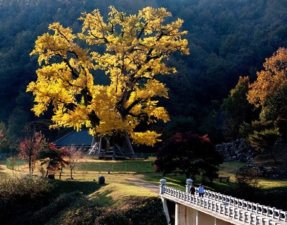 용계리 은행나무 사진