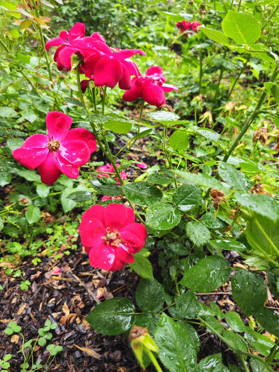 2025년 선진국 장애인 지원 변화