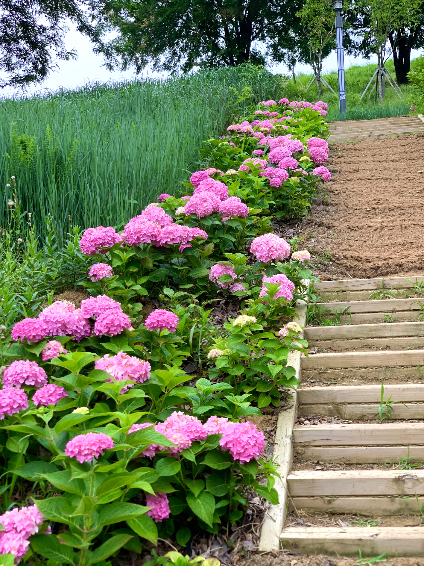 구미다온숲 수국핀 모습입니다.