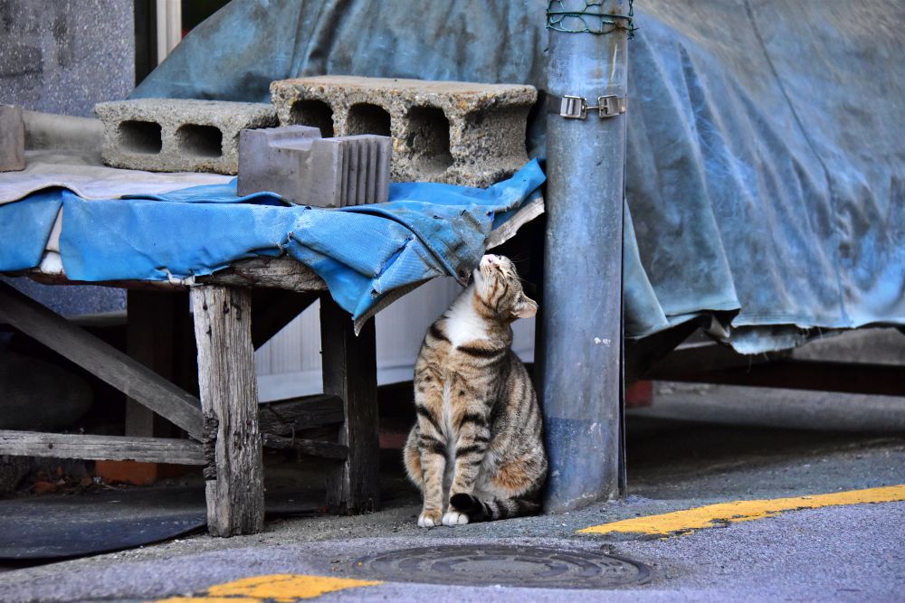 서감마을에서 본 고양이