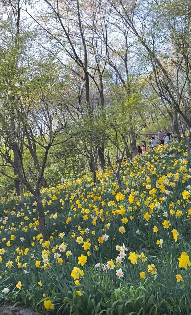 화담숲 수선화축제