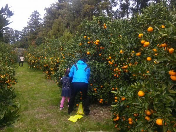 귤따기체험