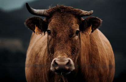 역축의 빌려쓰기란 무엇일까요?