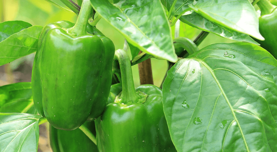 뼈 잘 붙는 음식 사진 - 21