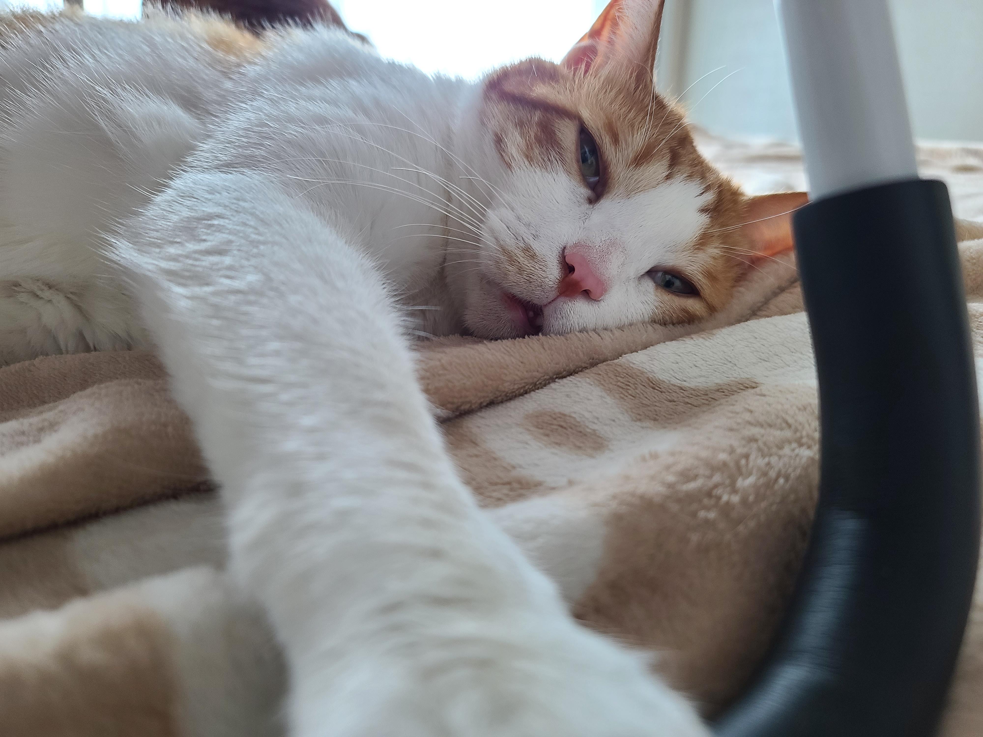 나는야 9마리 껌딱지랑 함께 사는 집사 (feat.블랙푸들 연탄이)