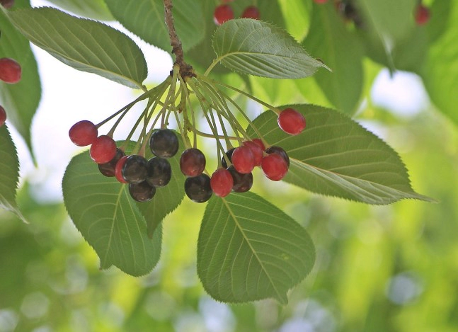 버찌 청 만들기 