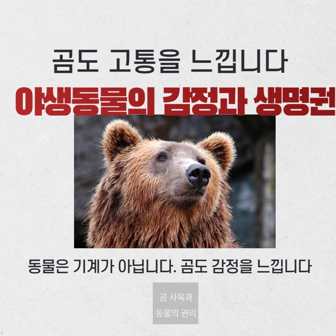 곰도 고통을 느낍니다 : 야생동물의 감정과 생명권