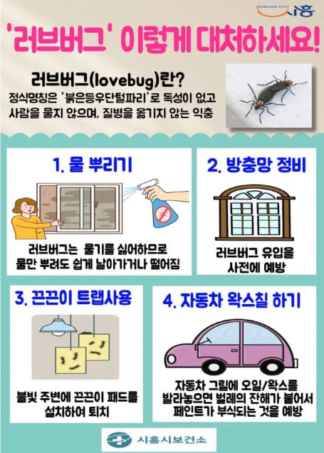 러브버그 퇴치 방법