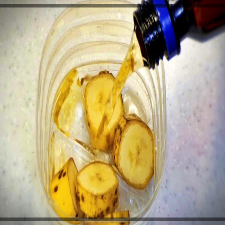 초파리-트랩-준비