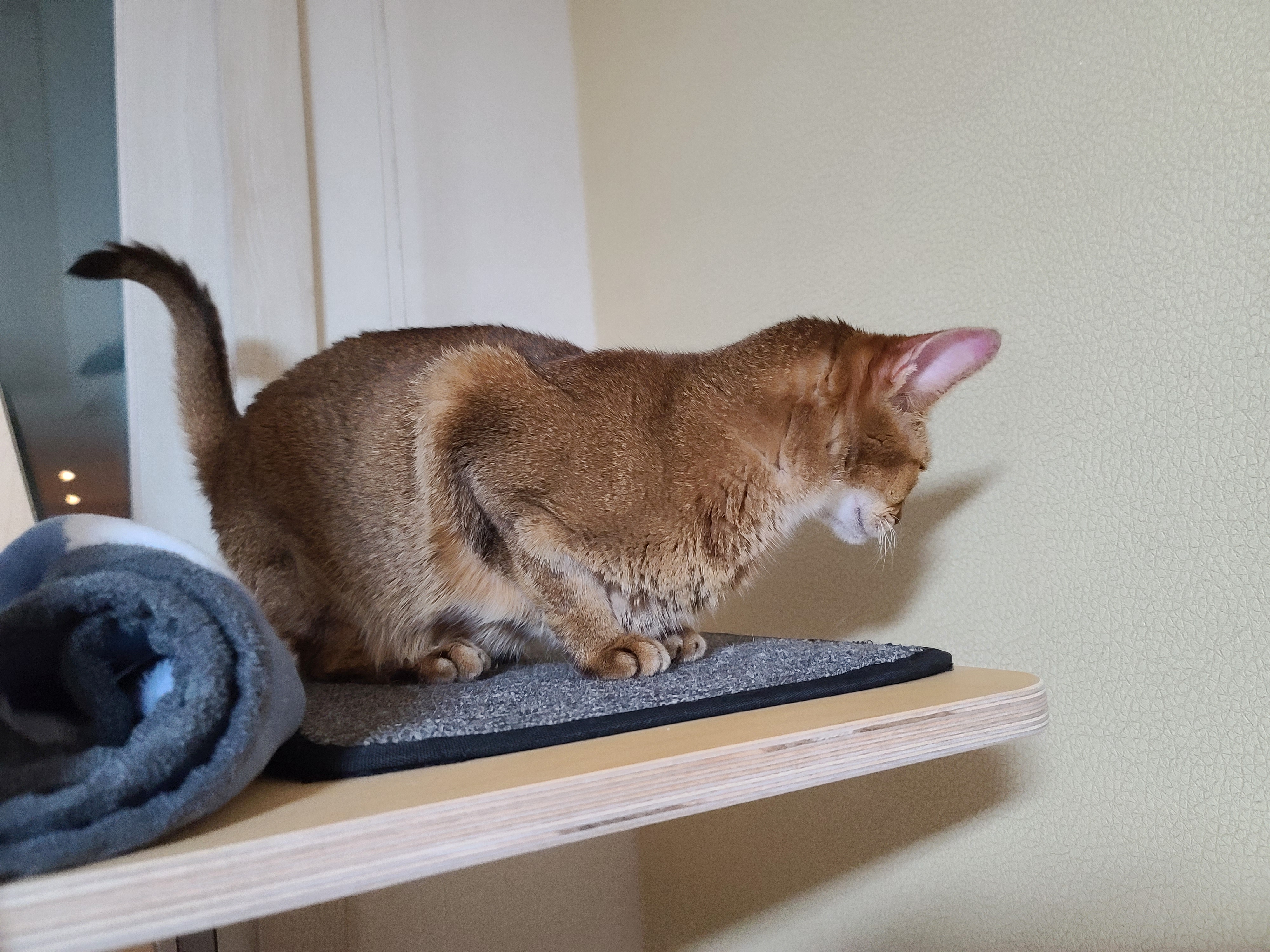 병원에서 돌아온 고양이들 상태.