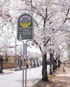 벚꽃 구경 준비! 2025년 벚꽃 개화시기와 국내 벚꽃 TOP 5 