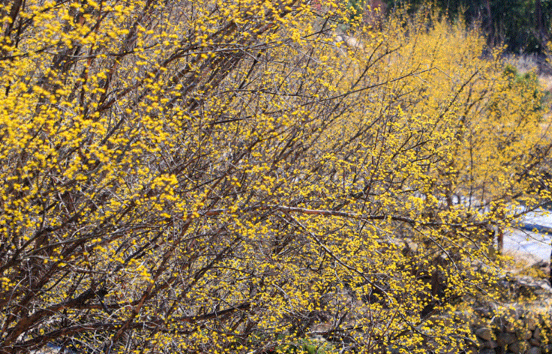 24년 구례 산수유꽃축제 주차 개막공연 일정 CCTV