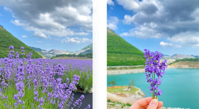 무릉별 유천지 라벤더(1)