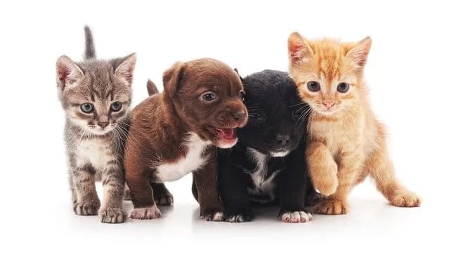 "삼성화재-펫보험(반려견)-3가지-특장점-의료비-배상책임-장례비-보장-혜택-완벽-분석"