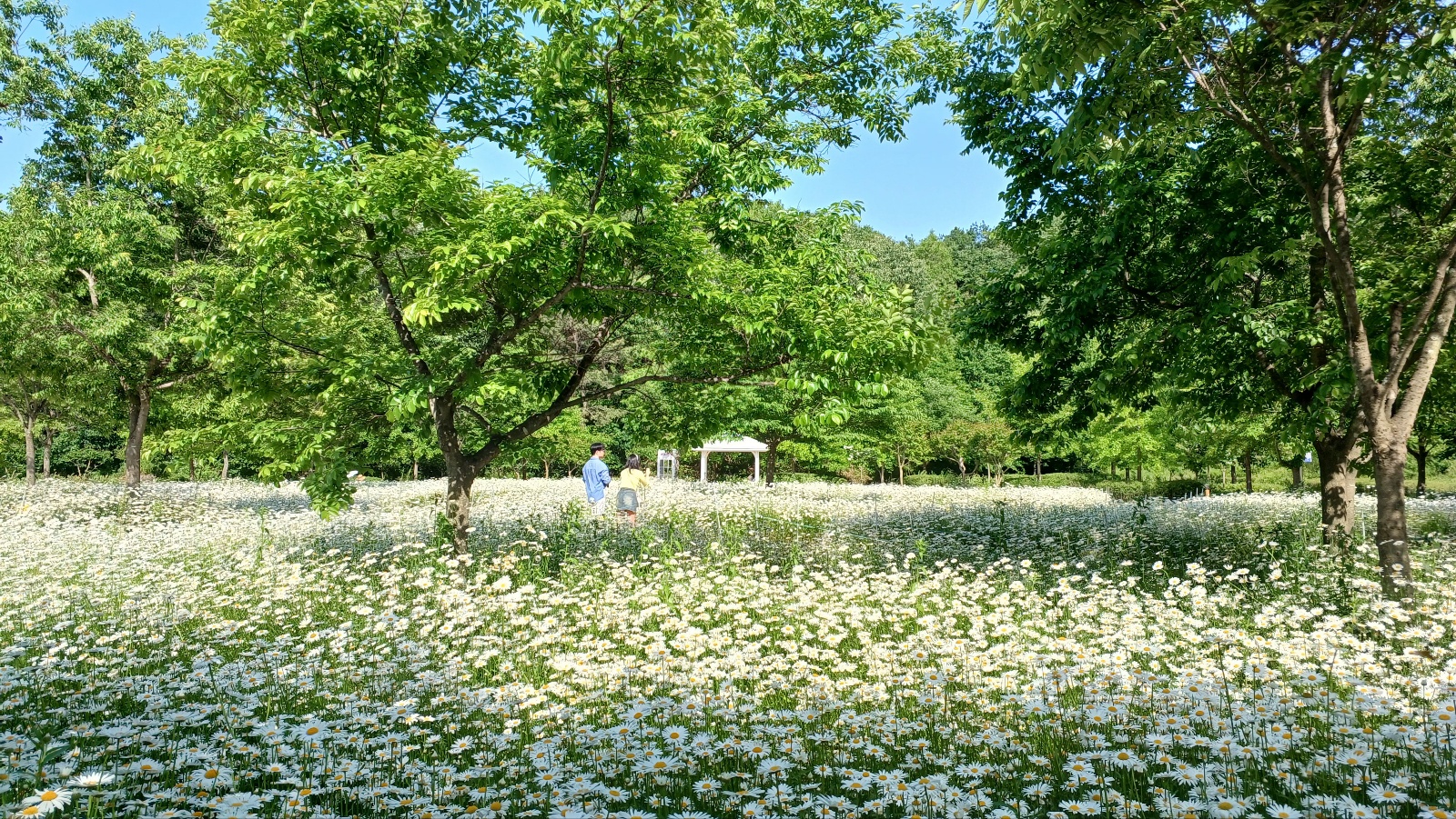 함안 악양생태공원 샤스타데이지3