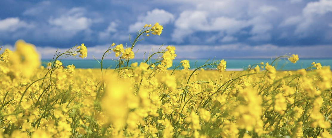 제주도 유채꽃1