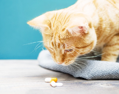 약을 바라보는 고양이.