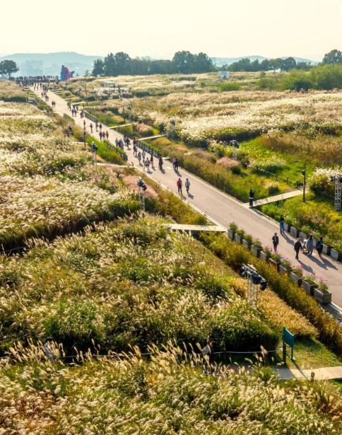 2025 서울억새축제 완벽 가이드 ❘ 10월18~24일 하늘공원 일정·주차·야간개장 총정리