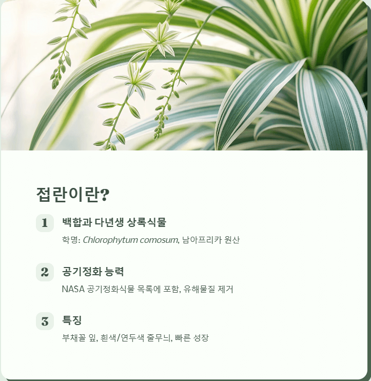 접란