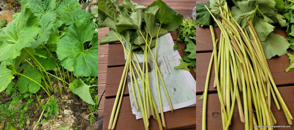 밭에 있는 머위와 머위 장아찌를 만들기 위해 머위를 채취한 사진