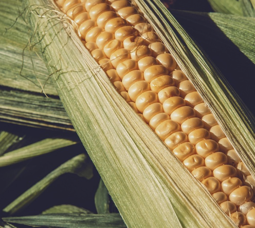 농작물 재해보험의 필요성과 대상품목