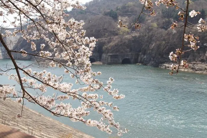 충주댐(호) 벚꽃길 2