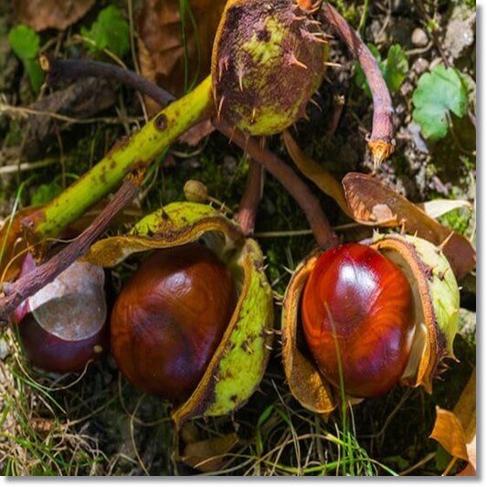 마로니에 추출물 효능 및 활성 성분, 부작용