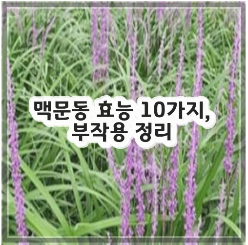 맥문동 효능 10가지, 부작용 정리