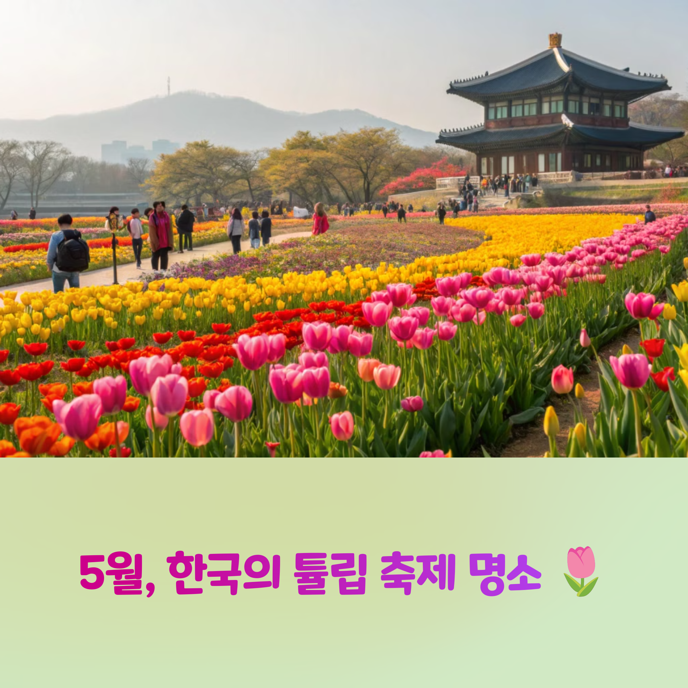 5월 초 튤립 만개! 지금 아니면 못 보는 국내 풍경