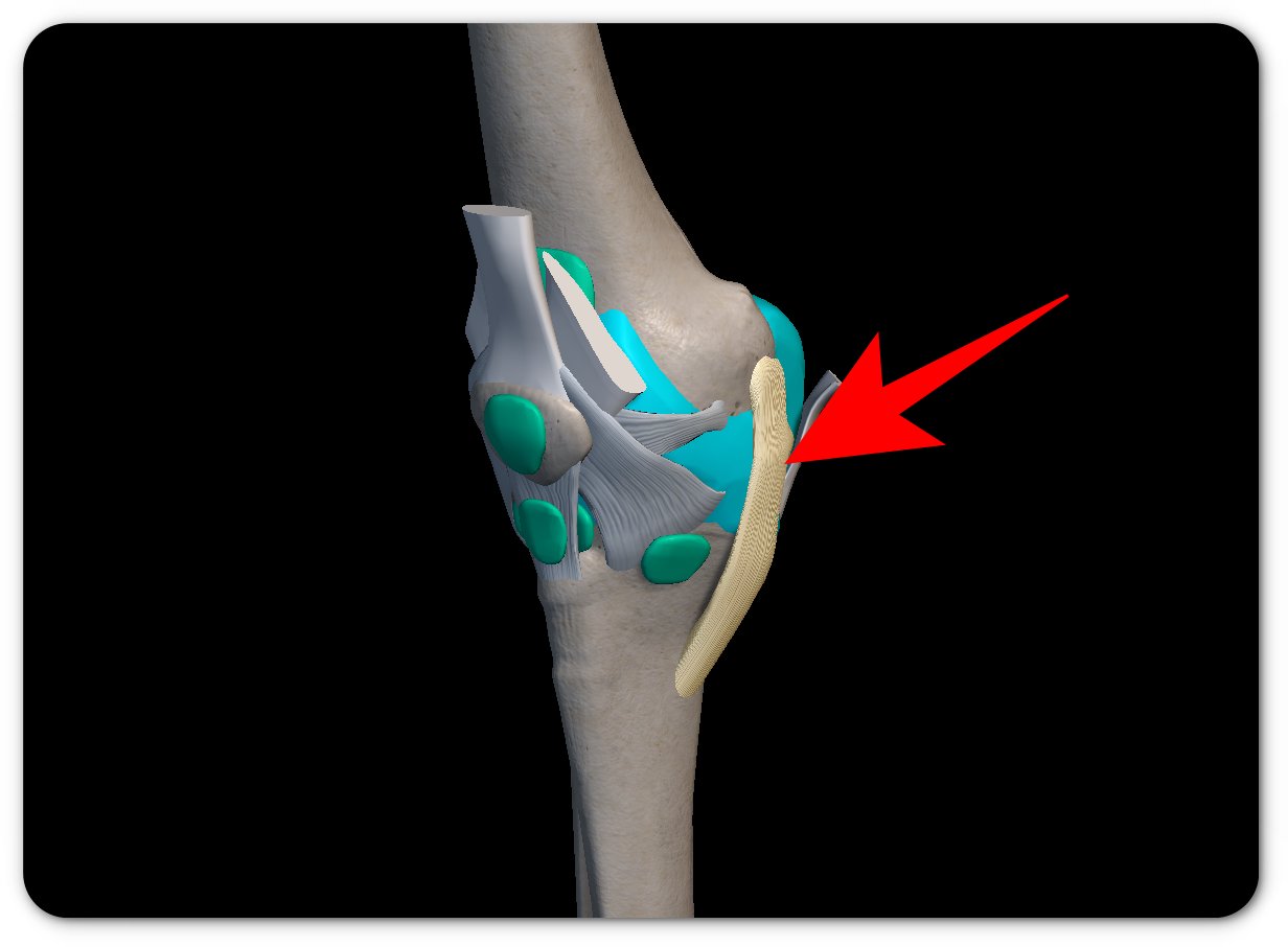 무릎 안쪽 통증 원인
