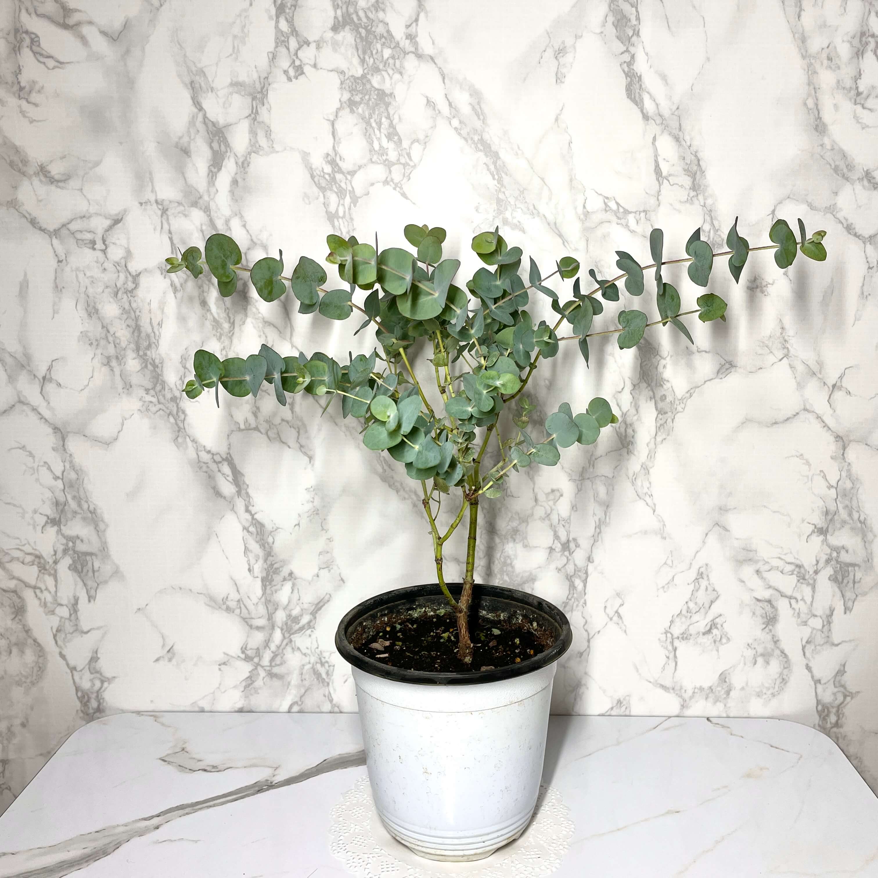 유칼립투스 키우기