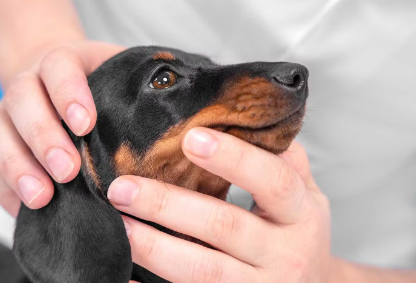 진료받는 강아지