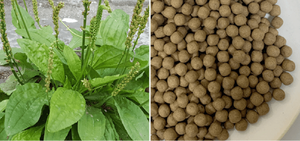 변비 다이어트 차전자피 효능, 부작용, 먹는 방법