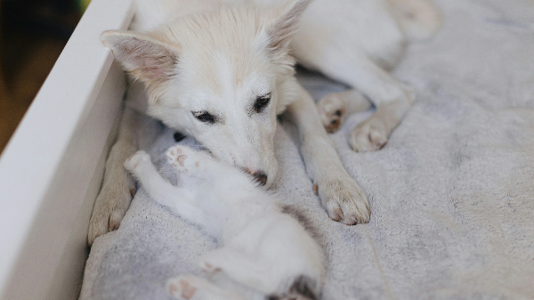 함께 놀고있는 강아지와 고양이